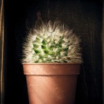 New Morning Cactus Plant - Nature photography prints