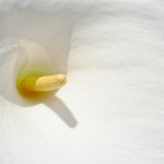 Calla Lily Abstract - Close up of flower, shallow DOF artistic toned art prints
